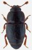 Carpophilus marginellus