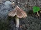 Inocybe adaequata