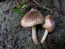 Inocybe adaequata
