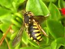 Anthidium florentinum