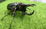Chalcosoma chiron chiron