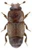 Carpophilus truncatus