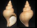Neptunea intersculpta