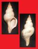 Troschelia berniciensis