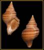 Neptunea decemcostata - neptunka žebrovitá