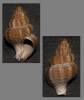 Pseudoneptunea varicosa