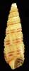 Bittium glareosum