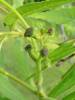 Carya illinoinensis - ořechovec pekanový