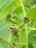 Carya illinoinensis - ořechovec pekanový