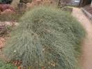 Ephedra distachya - chvojník dvouklasý