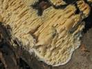 Radulomyces molaris