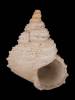 Iphitus tuberatus
