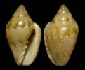 Marginella luculenta