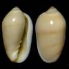 Volvarina ameliensis