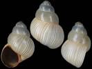 Lanistes grasseti