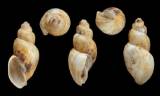 Bulinus forskalii