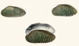 Scabies crispata