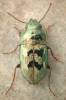 Systolosoma breve