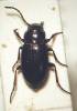 Trachypachus zetterstedti