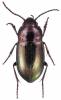 Trachypachus gibbsii