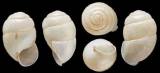 Gonaxis vitreus