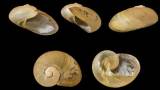Helicarion welwitschi