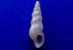 Gibborissoia virgata