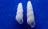 Parthenina suturalis
