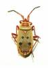 Probergrothius sexpunctatus