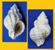 Coralliophila meyendorffii