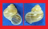 Pomatias canariensis