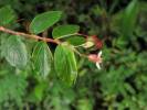 Begonia foliosa