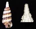 Cerithiopsis lata