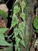 Begonia maurandiae