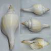 Turbinella fusus