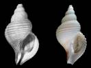 Neptunea dominator