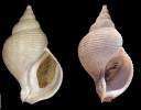 Neptunea baxteri