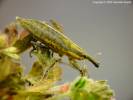 Lixus iridis - rýhonosec zelený