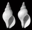 Neptunea harrisoni