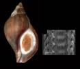 Neptunea jewetti