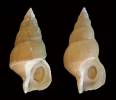 Aleutibuccinum clarki