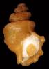Buccinum lanatum