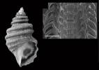 Buccinum katharinae