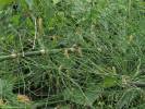 Equisetum myriochaetum
