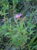 Oenothera rosea - pupalka růžová