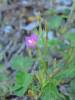 Oenothera rosea - pupalka růžová