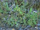 Oenothera rosea - pupalka růžová