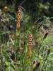 Equisetum bogotense