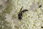 Crabro alpinus