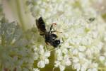 Crabro alpinus
